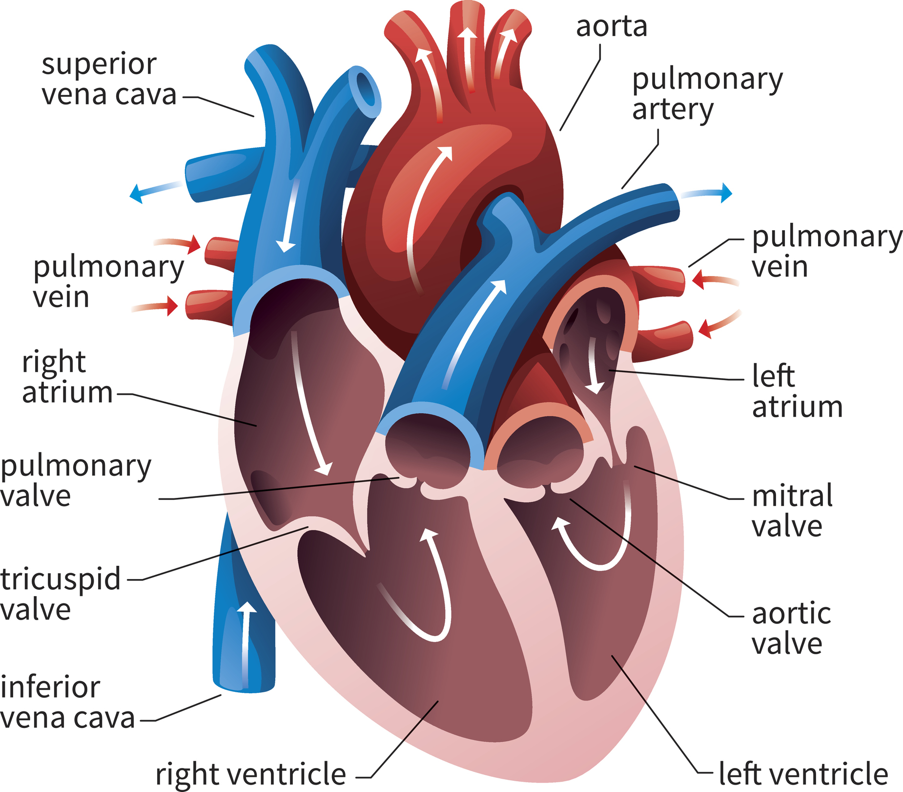 How the Heart Works - Harbin Clinic
